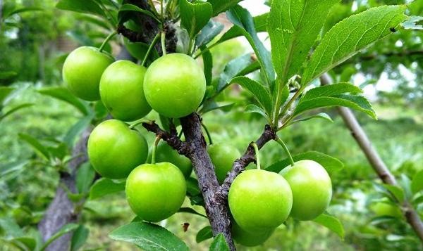 گوجه سبز ارديبهشتي براي چه كساني خطرناك است؟
