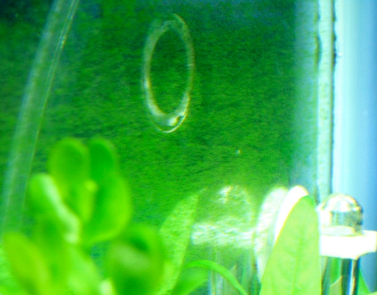 iranplant