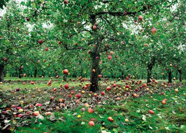 روشهای کنترل ریزش میوه سیب در باغات