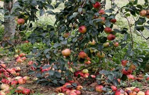 چگونه از ریزش میوه سیب جلوگیری کنیم