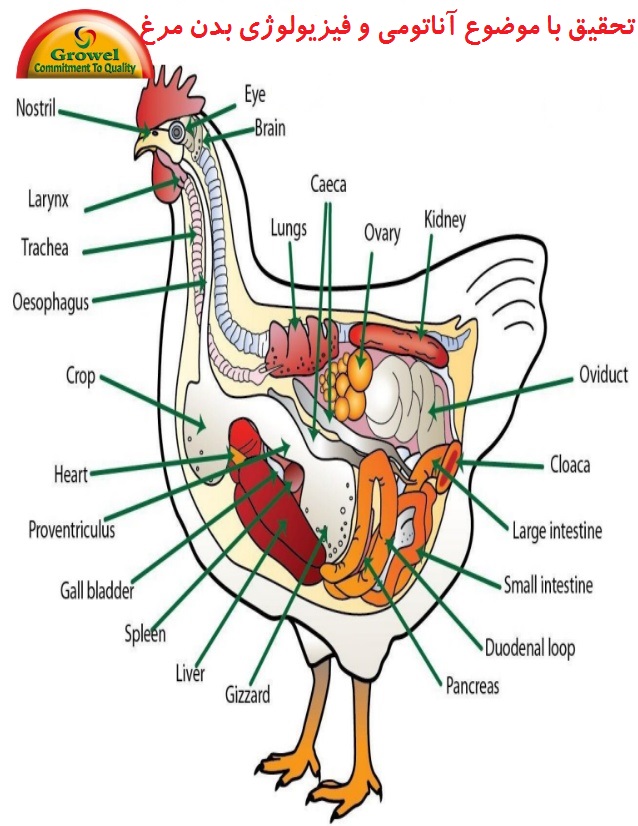 آناتومی‌و اجزای بدن مرغ