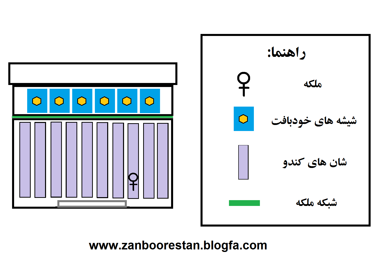شمای کلی برای تولید عسل خود بافت