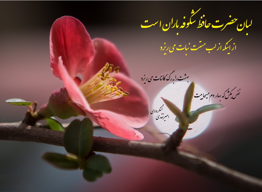 لبان حضرت حافظ شکوفه باران است از اینکه از لب مستت نبات می ریزد 
