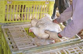 بارگیری مرغها جهت ارسال به کشتارگاه در پرورش مرغ گوشتی