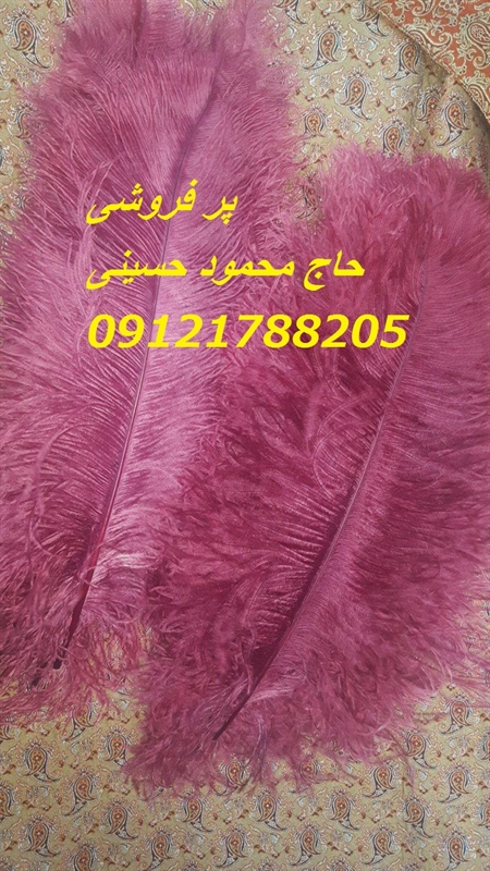 پر <strong>فروشی</strong> حاج <strong>محمود</strong> <strong>حسینی</strong>