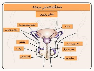 کدام بیضه اسپرم ساز است؟