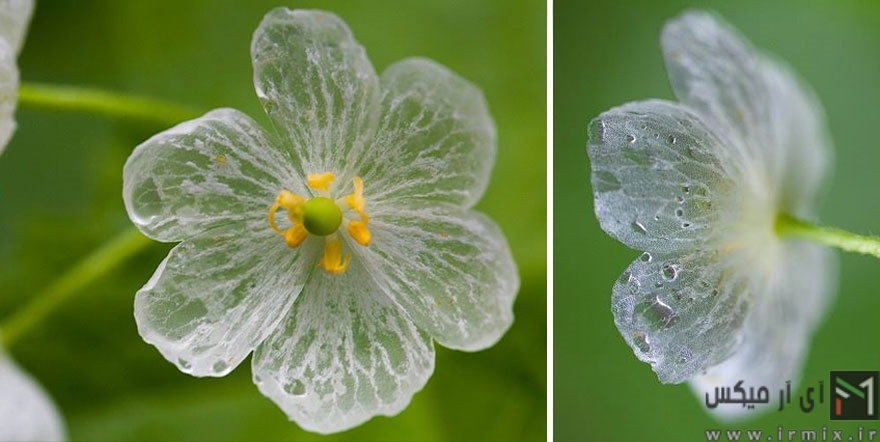 تصاویر خیره کننده از گل های نامرئی