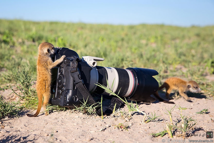 تصاویر جالب و دیدنی از حیوانات عکاس 