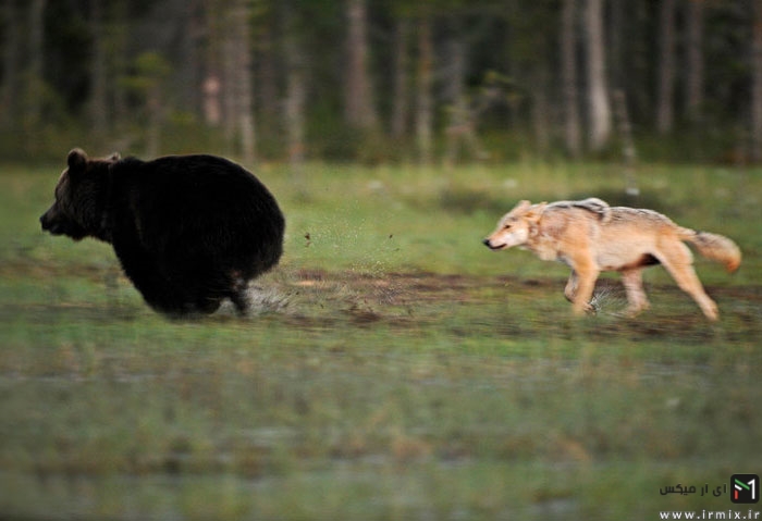 تصاویر جالب و شگت انگیز از زندگی خرس نر قهوه ای غول پیکر و گرگ خاکستری ماده