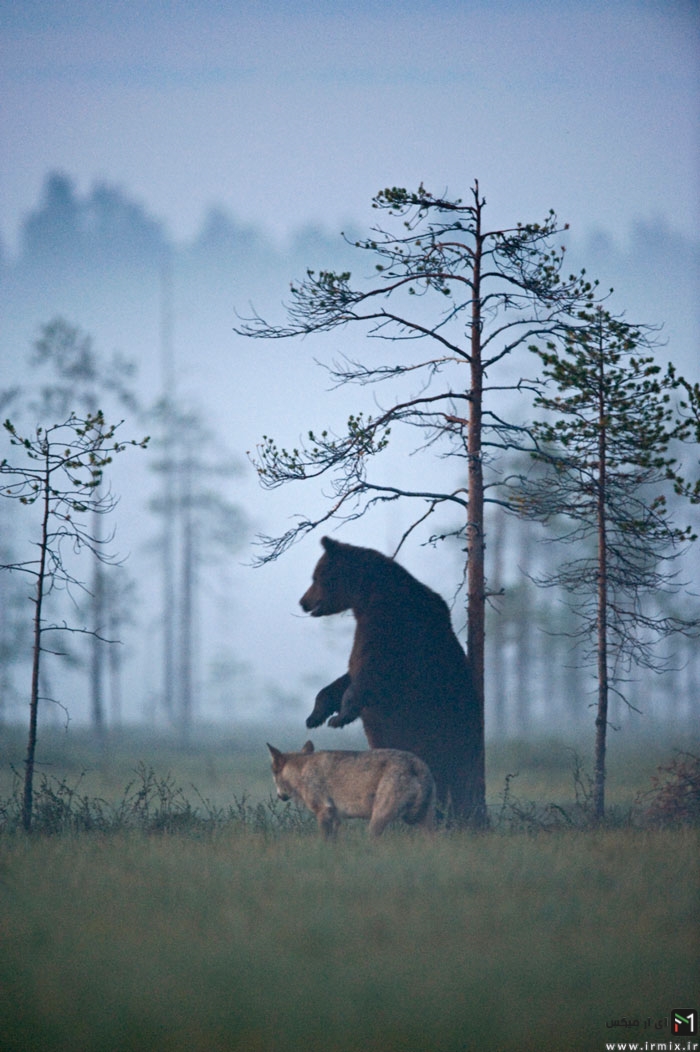 تصاویر جالب و شگت انگیز از زندگی خرس نر قهوه ای غول پیکر و گرگ خاکستری ماده