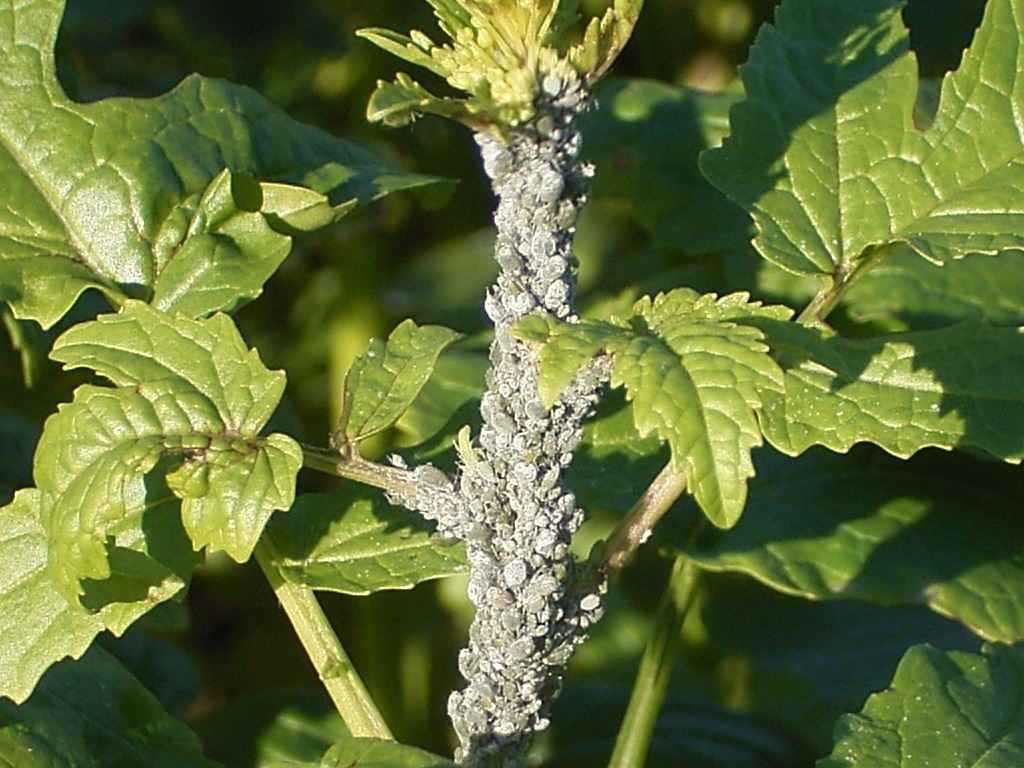 شته مومی کلم(Cabbage aphid) Brevicoryne brassicae