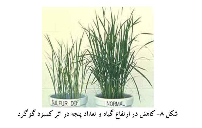 مدیریت تلفیقی حاصلخیزی خاک و تغذیه برنج