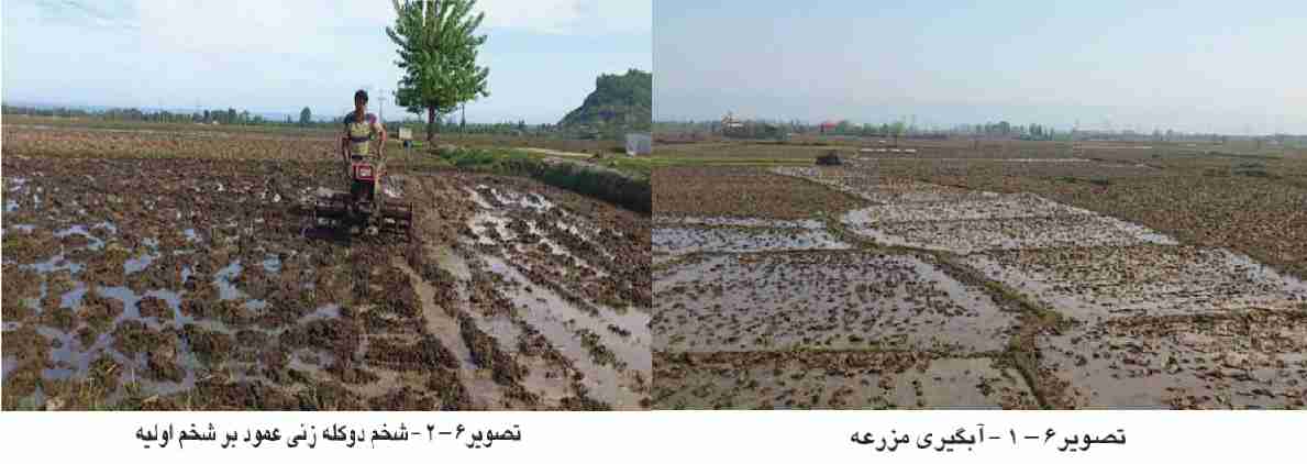 روشهای آبیاری برنج در شالیزار