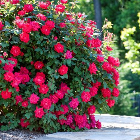 تصاویری از گل های زیبا و رمانتیک 1
